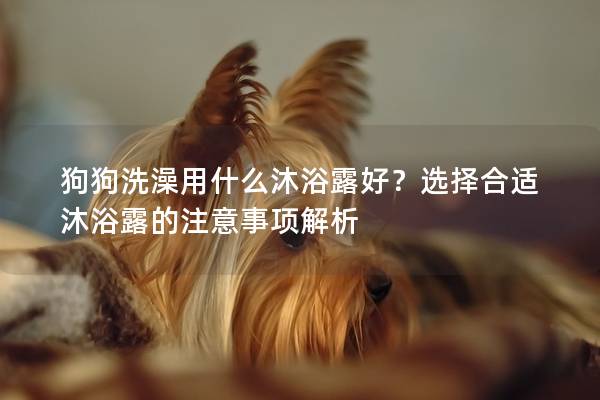 狗狗洗澡用什么沐浴露好？选择合适沐浴露的注意事项解析