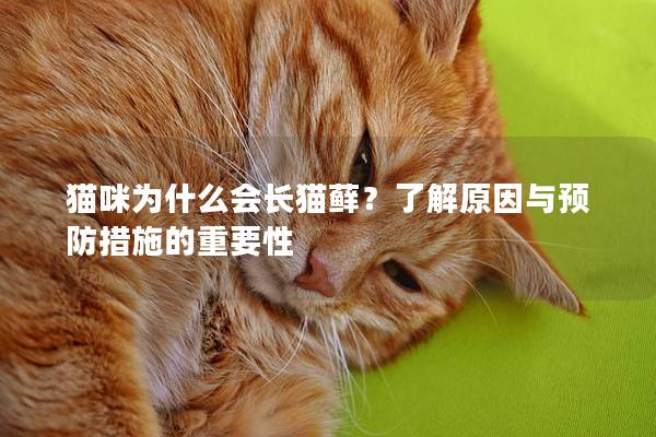 猫咪为什么会长猫藓？了解原因与预防措施的重要性