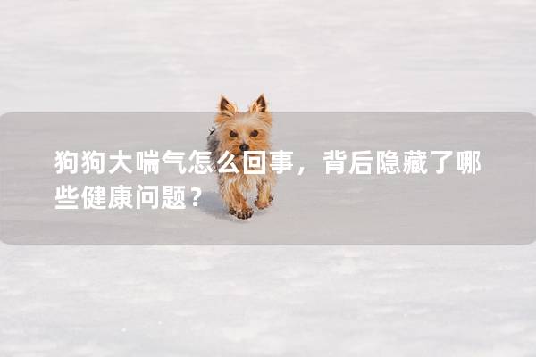 狗狗大喘气怎么回事，背后隐藏了哪些健康问题？