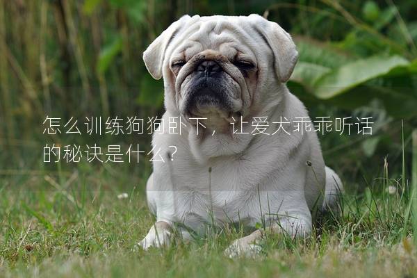 怎么训练狗狗卧下，让爱犬乖乖听话的秘诀是什么？