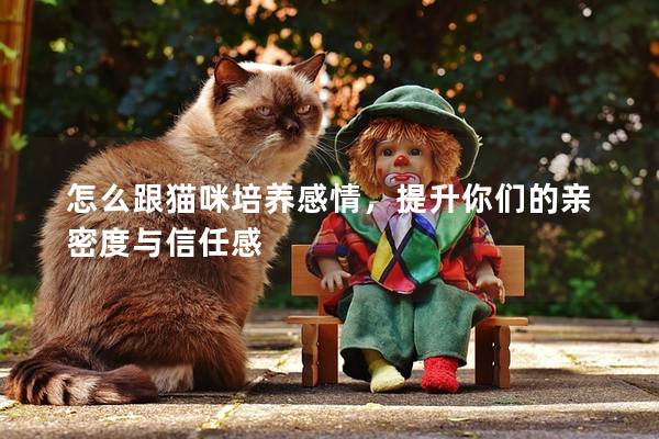 怎么跟猫咪培养感情，提升你们的亲密度与信任感