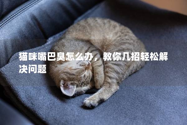 猫咪嘴巴臭怎么办，教你几招轻松解决问题