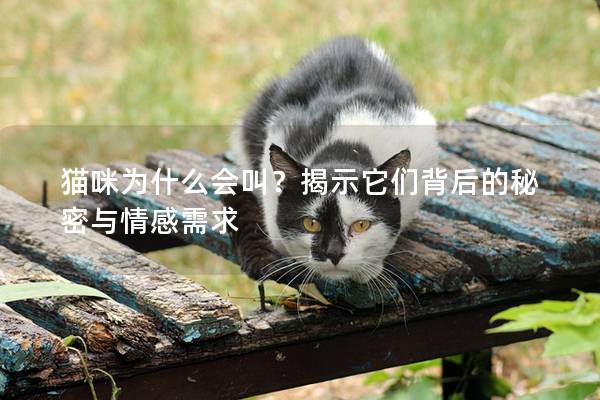 猫咪为什么会叫？揭示它们背后的秘密与情感需求