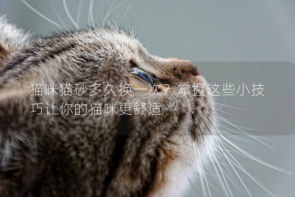 猫咪猫砂多久换一次？掌握这些小技巧让你的猫咪更舒适