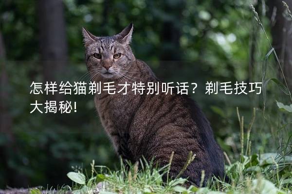 怎样给猫剃毛才特别听话？剃毛技巧大揭秘!