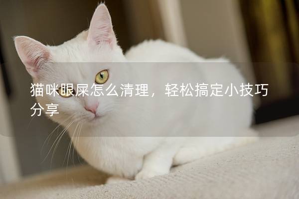 猫咪眼屎怎么清理，轻松搞定小技巧分享