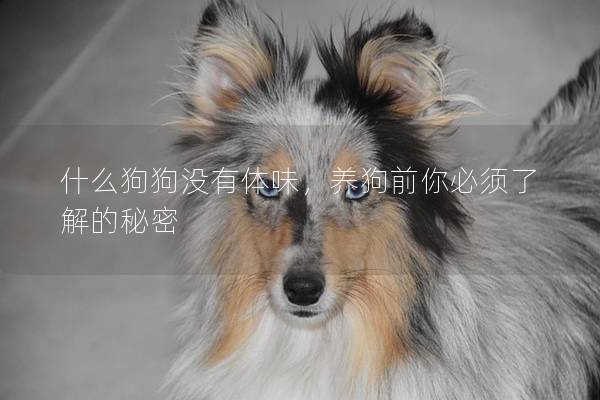 什么狗狗没有体味，养狗前你必须了解的秘密