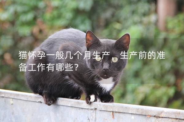 猫怀孕一般几个月生产，生产前的准备工作有哪些？