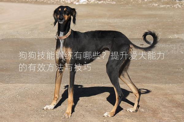 狗狗技能训练有哪些？提升爱犬能力的有效方法与技巧