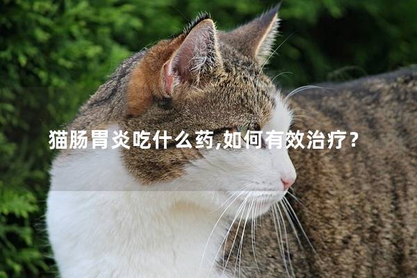 猫肠胃炎吃什么药,如何有效治疗？