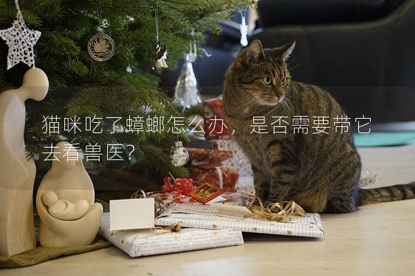 猫咪吃了蟑螂怎么办，是否需要带它去看兽医？