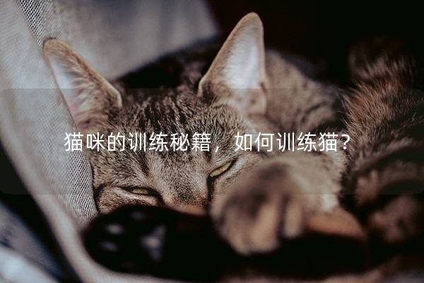 猫咪的训练秘籍，如何训练猫？