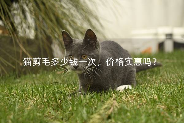 猫剪毛多少钱一次，价格实惠吗？