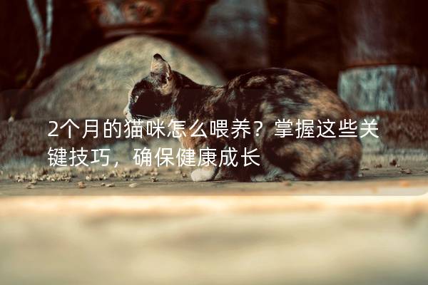 2个月的猫咪怎么喂养？掌握这些关键技巧，确保健康成长