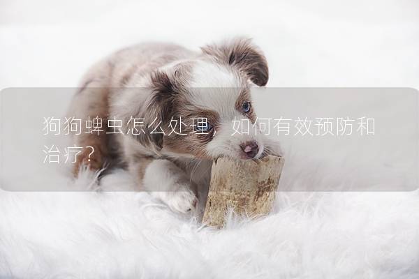 狗狗蜱虫怎么处理，如何有效预防和治疗？