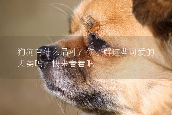 狗狗有什么品种？你了解这些可爱的犬类吗，快来看看吧