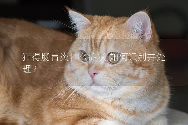 猫得肠胃炎什么症状,如何识别并处理？