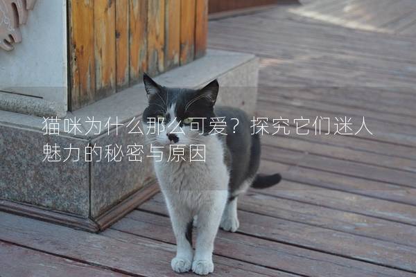 猫咪为什么那么可爱？探究它们迷人魅力的秘密与原因