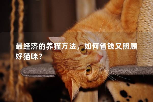 最经济的养猫方法，如何省钱又照顾好猫咪？