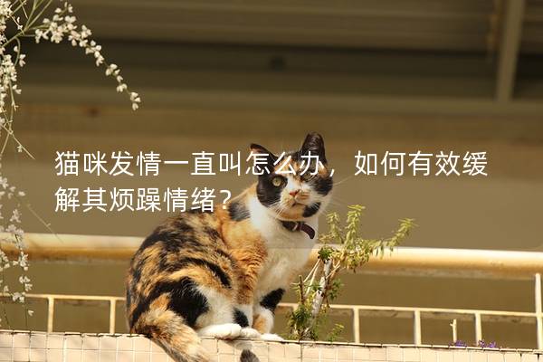 猫咪发情一直叫怎么办，如何有效缓解其烦躁情绪？