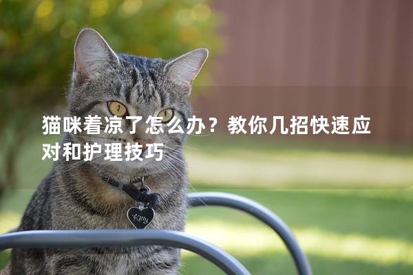 猫咪着凉了怎么办？教你几招快速应对和护理技巧