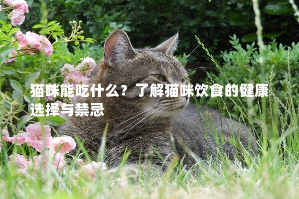 猫咪能吃什么？了解猫咪饮食的健康选择与禁忌