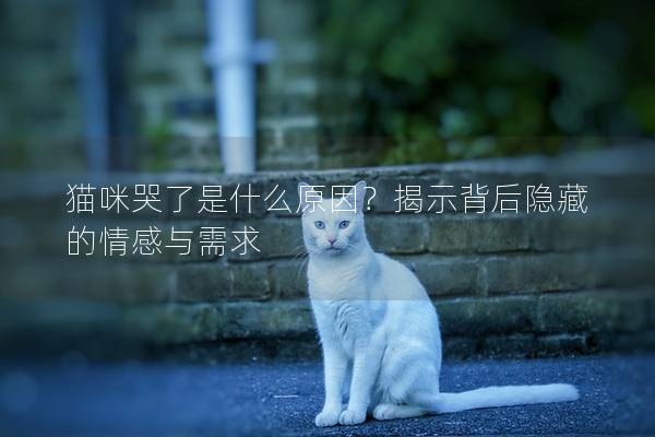 猫咪哭了是什么原因？揭示背后隐藏的情感与需求