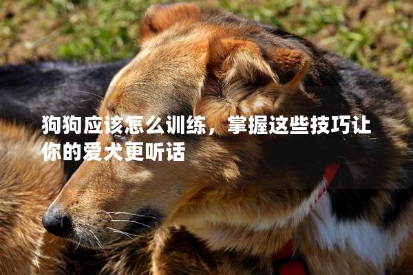 狗狗应该怎么训练，掌握这些技巧让你的爱犬更听话