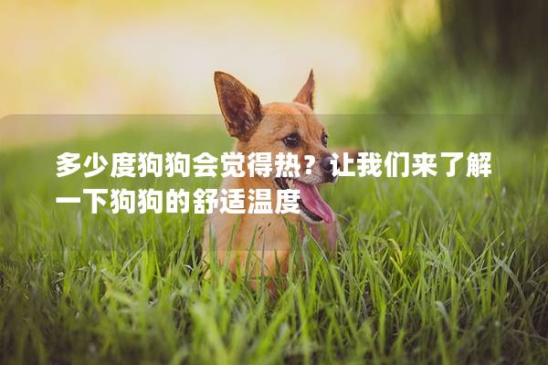 多少度狗狗会觉得热？让我们来了解一下狗狗的舒适温度