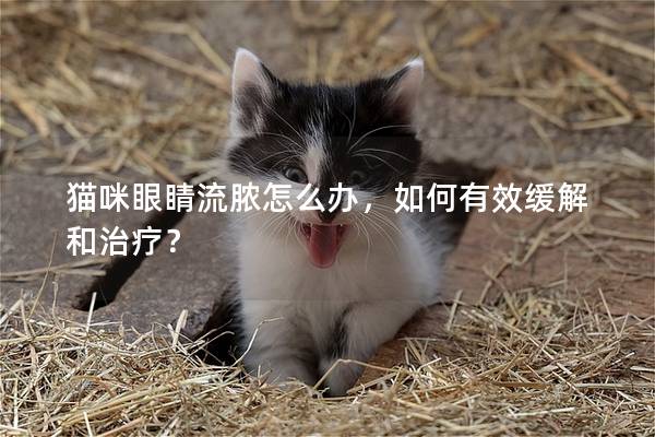 猫咪眼睛流脓怎么办，如何有效缓解和治疗？