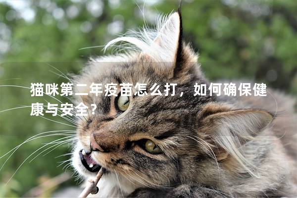 猫咪第二年疫苗怎么打，如何确保健康与安全？