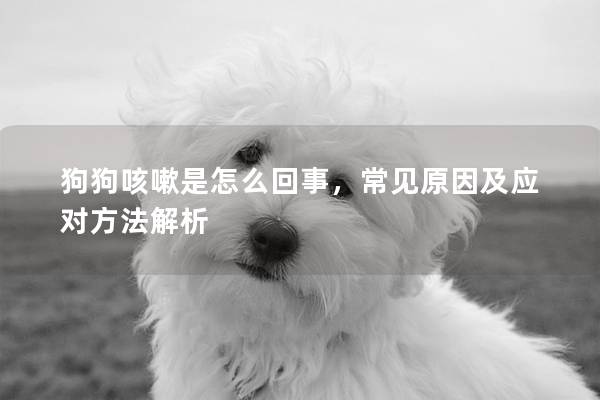 狗狗咳嗽是怎么回事，常见原因及应对方法解析