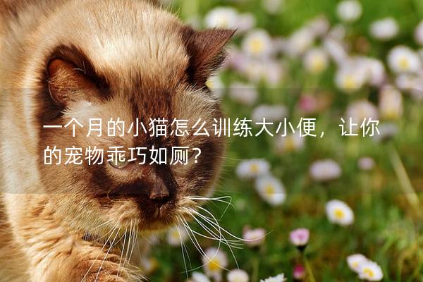 一个月的小猫怎么训练大小便，让你的宠物乖巧如厕？