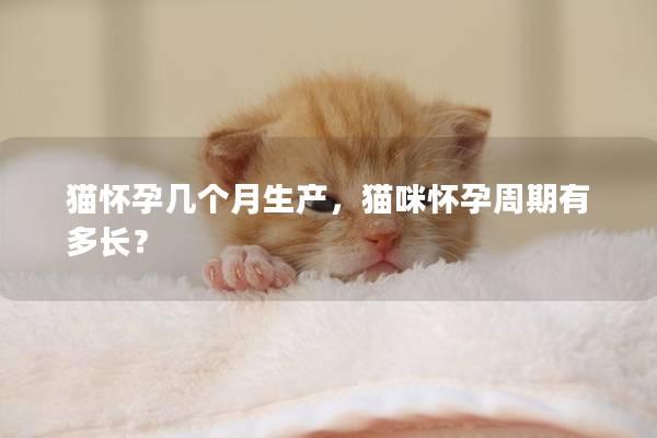 猫怀孕几个月生产，猫咪怀孕周期有多长？