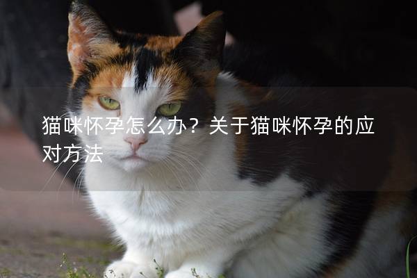 猫咪怀孕怎么办？关于猫咪怀孕的应对方法