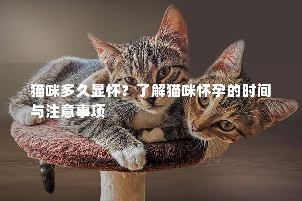 猫咪多久显怀？了解猫咪怀孕的时间与注意事项