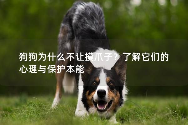 狗狗为什么不让摸爪子？了解它们的心理与保护本能