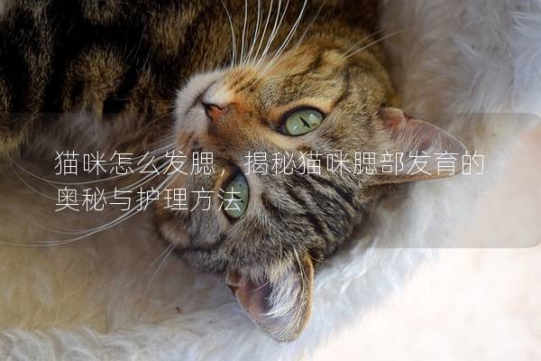 猫咪怎么发腮，揭秘猫咪腮部发育的奥秘与护理方法