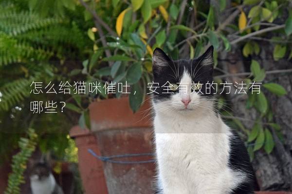 怎么给猫咪催吐，安全有效的方法有哪些？