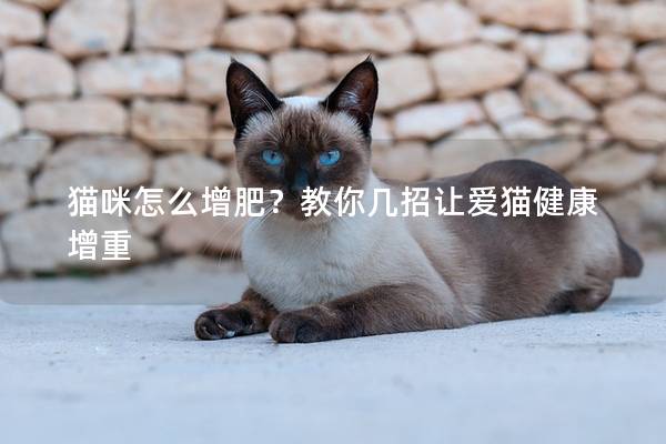 猫咪怎么增肥？教你几招让爱猫健康增重