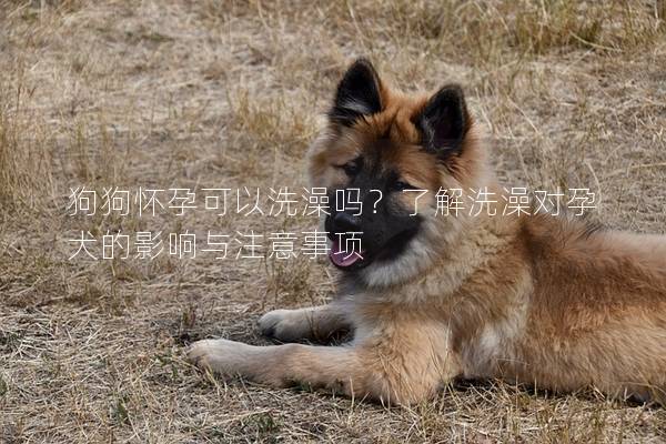 狗狗怀孕可以洗澡吗？了解洗澡对孕犬的影响与注意事项