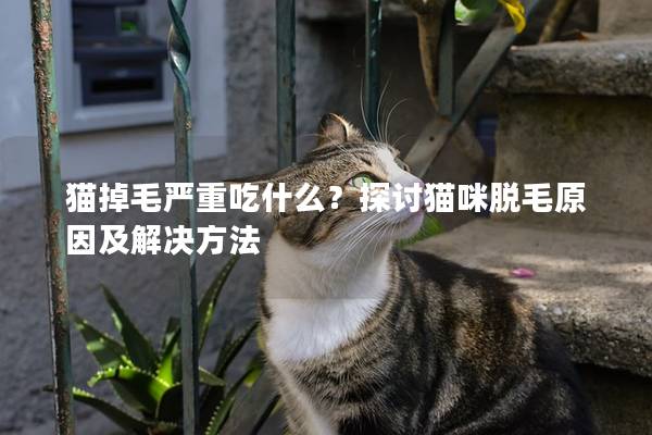 猫掉毛严重吃什么？探讨猫咪脱毛原因及解决方法