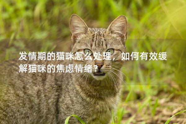 发情期的猫咪怎么处理，如何有效缓解猫咪的焦虑情绪？