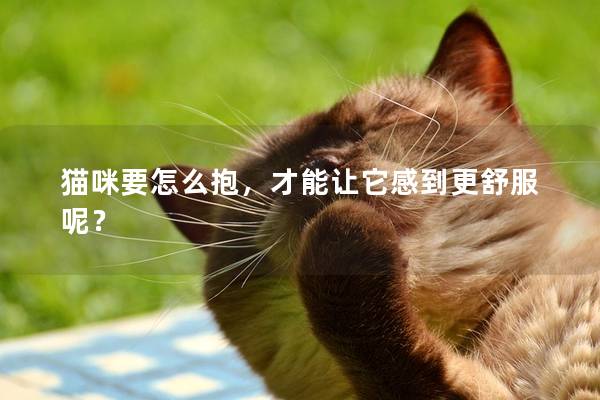 猫咪要怎么抱，才能让它感到更舒服呢？