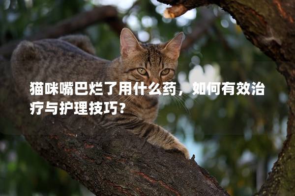 猫咪嘴巴烂了用什么药，如何有效治疗与护理技巧？