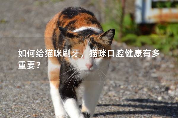 如何给猫咪刷牙,猫咪口腔健康有多重要?
