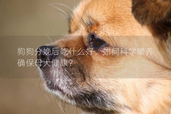 狗狗分娩后吃什么好，如何科学喂养确保母犬健康？