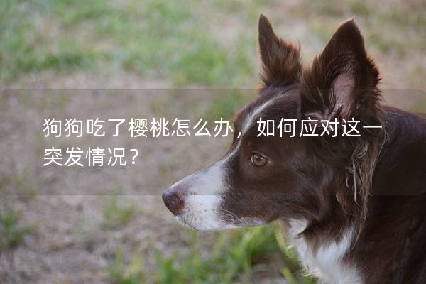 狗狗吃了樱桃怎么办，如何应对这一突发情况？