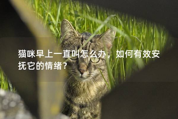 猫咪早上一直叫怎么办，如何有效安抚它的情绪？