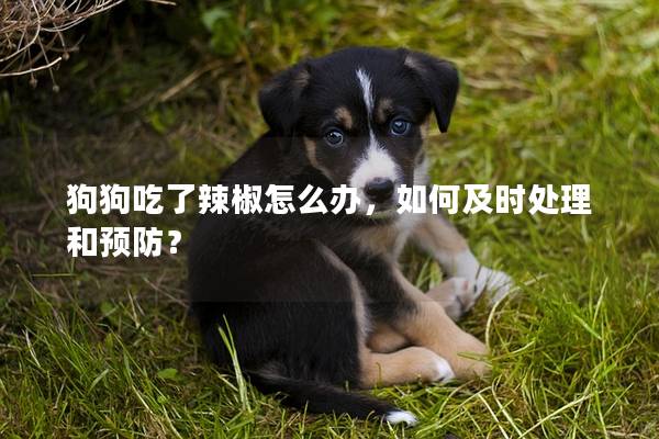 狗狗吃了辣椒怎么办，如何及时处理和预防？